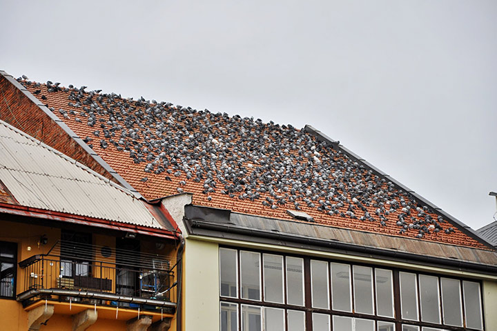 A2B Pest Control are able to install spikes to deter birds from roofs in Oakham. 