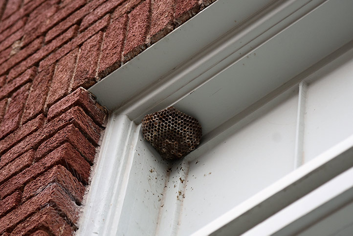 We provide a wasp nest removal service for domestic and commercial properties in Oakham.